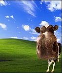 pic for XP Cow